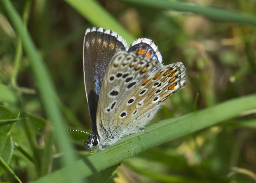 Polyommatus bellargus f. ceronus